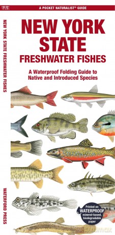 New York State Freshwater Fishes: A Waterproof Folding Guide to Native and Introduced Species (Pocket Naturalist Guides) - Waterford Press [KSIĄŻKA]