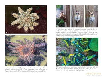 Nursery Earth: The Hidden World of Baby Animals and the Amazing Ingenuity of Life - Danna Staaf [KSIĄŻKA]