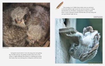 Owls in Our Yard!: The Story of Alfie - Carl Safina [KSIĄŻKA]