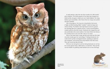 Owls in Our Yard!: The Story of Alfie - Carl Safina [KSIĄŻKA]