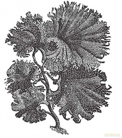 Plants and Flowers: 1761 Illustrations for Artists and Designers: xii (Dover Pictorial Archive) - Bessette;Chapman [KSIĄŻKA]