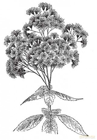 Plants and Flowers: 1761 Illustrations for Artists and Designers: xii (Dover Pictorial Archive) - Bessette;Chapman [KSIĄŻKA]
