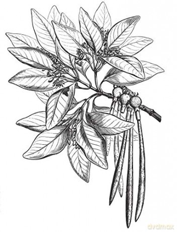 Plants and Flowers: 1761 Illustrations for Artists and Designers: xii (Dover Pictorial Archive) - Bessette;Chapman [KSIĄŻKA]