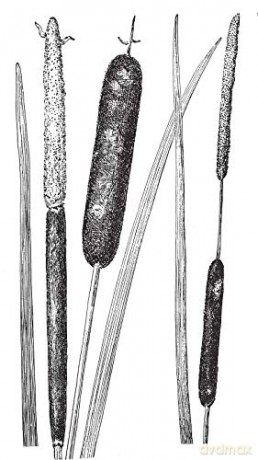 Plants and Flowers: 1761 Illustrations for Artists and Designers: xii (Dover Pictorial Archive) - Bessette;Chapman [KSIĄŻKA]
