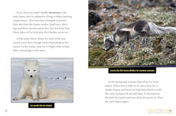 Polar Bears and Arctic Foxes Team Up! (Animal Allies) - Stephanie Tr Peters [KSIĄŻKA]