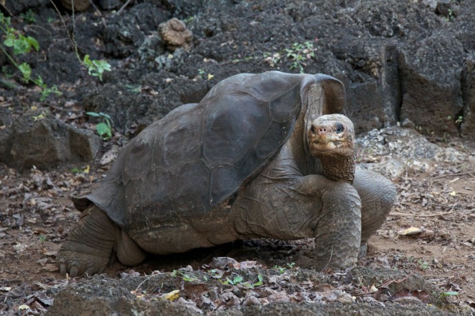 Galapagos 3D with David Attenborough [Blu-Ray 3D]