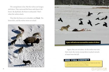 Ravens and Wolves Team Up! (Animal Allies) - Stephanie Tr Peters [KSIĄŻKA]