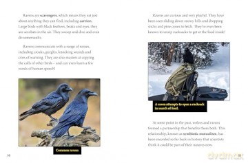 Ravens and Wolves Team Up! (Animal Allies) - Stephanie Tr Peters [KSIĄŻKA]