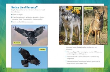 Ravens and Wolves Team Up! (Animal Allies) - Stephanie Tr Peters [KSIĄŻKA]