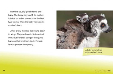 Ring-Tailed Lemur Princesses: Rulers of the Troop (Queens of the Animal World) - Jaclyn Jaycox [KSIĄŻKA]