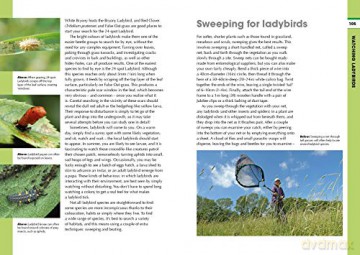 RSPB Spotlight Ladybirds - Richard Comont [KSIĄŻKA]