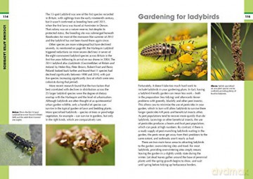 RSPB Spotlight Ladybirds - Richard Comont [KSIĄŻKA]