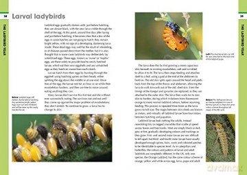 RSPB Spotlight Ladybirds - Richard Comont [KSIĄŻKA]