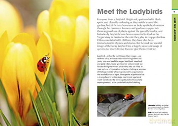 RSPB Spotlight Ladybirds - Richard Comont [KSIĄŻKA]
