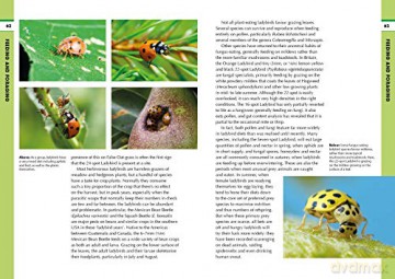 RSPB Spotlight Ladybirds - Richard Comont [KSIĄŻKA]