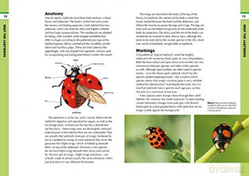 RSPB Spotlight Ladybirds - Richard Comont [KSIĄŻKA]