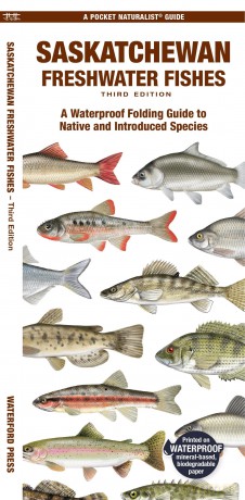 Saskatchewan Freshwater Fishes: A Waterproof Folding Guide to Native and Introduced Species (Pocket Naturalist Guide) - Matthew Morris [KSIĄŻKA]