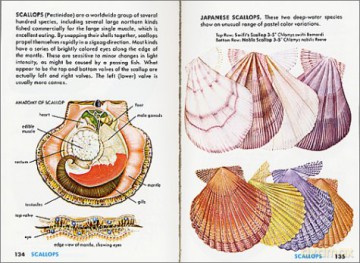Seashells of the World: A Guide to the Better-Known Secies (Golden Guide from St. Martin's Press) - R. Tucker Abbott [KSIĄŻKA]