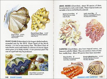 Seashells of the World: A Guide to the Better-Known Secies (Golden Guide from St. Martin's Press) - R. Tucker Abbott [KSIĄŻKA]