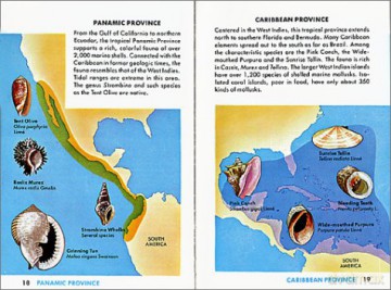 Seashells of the World: A Guide to the Better-Known Secies (Golden Guide from St. Martin's Press) - R. Tucker Abbott [KSIĄŻKA]