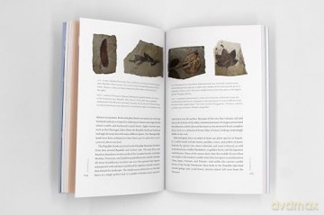 Spirit Whales and Sloth Tales: Fossils of Washington State - Elizabeth A Nesbitt [KSIĄŻKA]