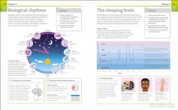 Super Simple Psychology: The Ultimate Bitesize Study Guide (DK Super Simple) - Dk [KSIĄŻKA]