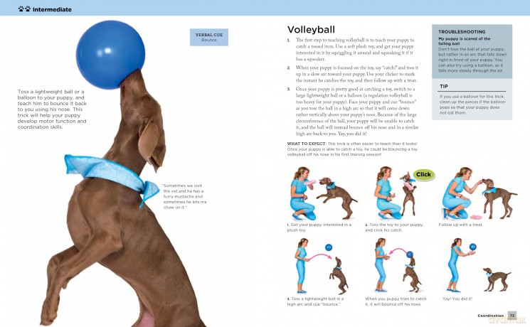 Super Simple Puppy Tricks and Training: Fun and Easy Step-by-Step Activities to Engage, Challenge, and Bond with Your Puppy - Kyra Sundance [KSIĄŻKA]