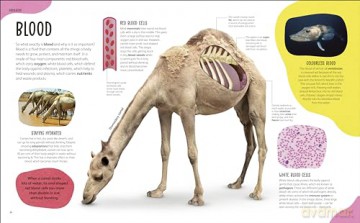 The Animal Body Book: An Insider's Guide to the World of Animal Anatomy - Jess French [KSIĄŻKA]