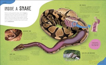 The Animal Body Book: An Insider's Guide to the World of Animal Anatomy - Jess French [KSIĄŻKA]