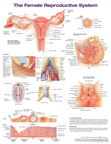 The Female Reproductive System Anatomical Chart - Anatomical Chart Com [KSIĄŻKA]