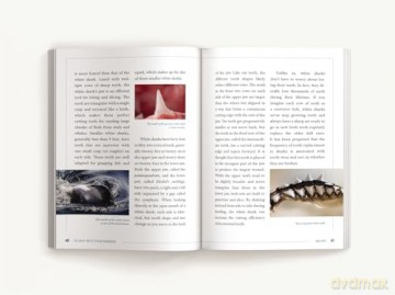 The Great White Shark Handbook: The Definitive Guide to the Most Extraordinary Shark in the Sea - Cider Mill Press [KSIĄŻKA]