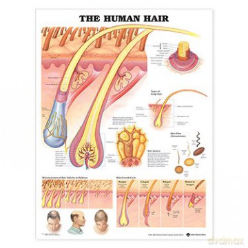 The Human Hair Anatomical Chart - Acc 9942pu [KSIĄŻKA]