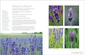 The Lavender Companion: Enjoy the Aroma, Flavor, and Health Benefits of This Classic Herb - Jessica Dunham [KSIĄŻKA]