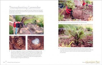 The Lavender Companion: Enjoy the Aroma, Flavor, and Health Benefits of This Classic Herb - Jessica Dunham [KSIĄŻKA]