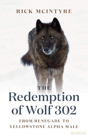 The Redemption of Wolf 302: From Renegade to Yellowstone Alpha Male (The Alpha Wolves of Yellowstone, 3) - Rick Mcintyre [KSIĄŻKA]