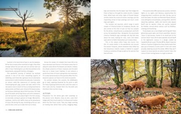 The Rough Guide to Rewilding in Britain: 15 Special Places to Reconnect with Nature (Inspirational Rough Guides) - Rough Guides [KSIĄŻKA]