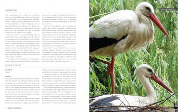 The Rough Guide to Rewilding in Britain: 15 Special Places to Reconnect with Nature (Inspirational Rough Guides) - Rough Guides [KSIĄŻKA]