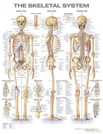 The Skeletal System Anatomical Chart - Anatomical Chart Co [KSIĄŻKA]