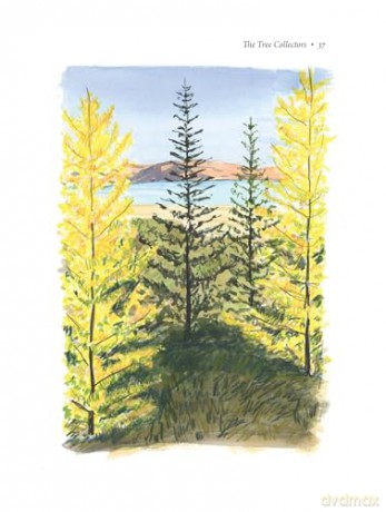 Tree Collectors: Tales of Arboreal Obsession, The - Amy Stewart [KSIĄŻKA]