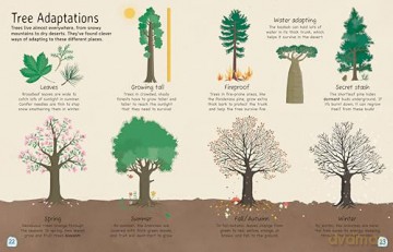 Tree: Explore the Extraordinary World of Trees: 1 - Olivia Watson [KSIĄŻKA]