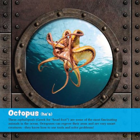 Underwater Hawai'i: Exploring the Reef: A Children's Picture Book about Hawai'i - Keith Riegert [KSIĄŻKA]