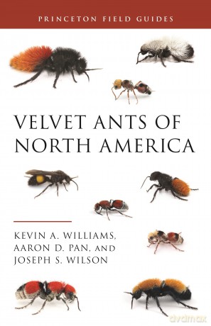 Velvet Ants of North America: 145 (Princeton Field Guides, 145) - Kevin Williams [KSIĄŻKA]