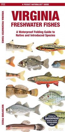 Virginia Freshwater Fishes: A Waterproof Folding Guide to Native and Introduced Species (Pocket Naturalist Guide) - Waterford Press [KSIĄŻKA]