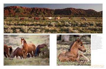 Wild Horses (Animals) - Tom Jackson [KSIĄŻKA]