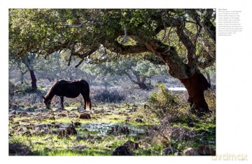 Wild Horses (Animals) - Tom Jackson [KSIĄŻKA]