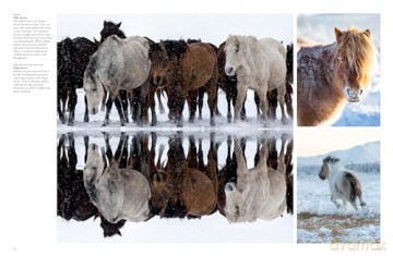 Wild Horses (Animals) - Tom Jackson [KSIĄŻKA]