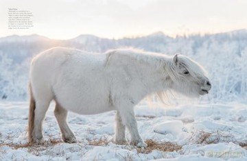 Wild Horses (Animals) - Tom Jackson [KSIĄŻKA]
