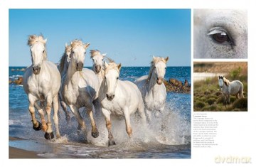 Wild Horses (Animals) - Tom Jackson [KSIĄŻKA]