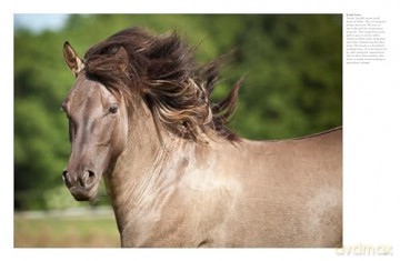 Wild Horses (Animals) - Tom Jackson [KSIĄŻKA]