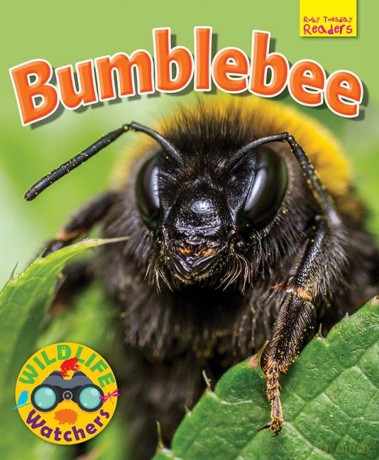 Wildlife Watchers: Bumblebee 2017 (Ruby Tuesday Readers) [KSIĄŻKA]